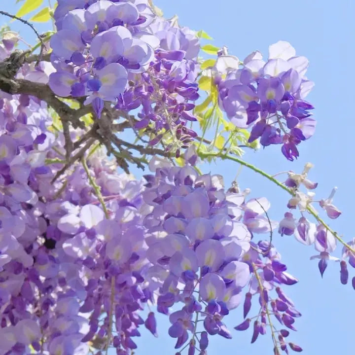 Wisteria-frø – Spiky blomster til detox og urtedyrkning på en altan eller i haven
